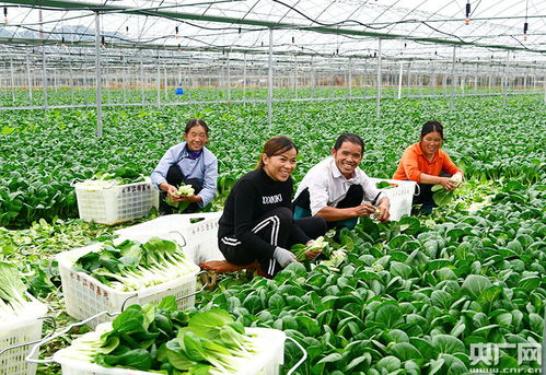 江西龙南 农副产品快步融入粤港澳大湾区的“绿色通道”