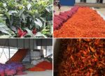 创新烘干技术，定制农副产品加工新未来